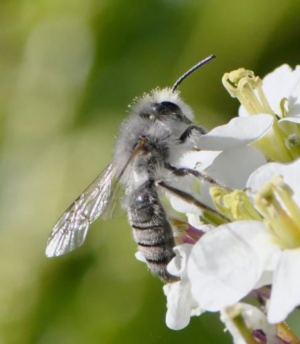Andrena bicolorata